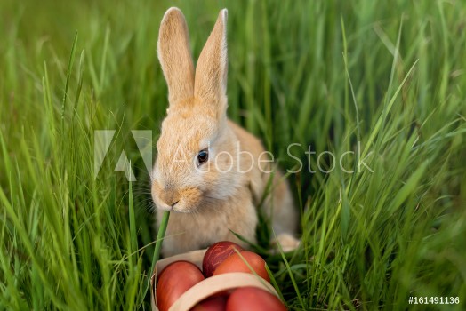 Picture of Happy Easter little rabbit came to the people for Easter eggs who hurt the rabbit